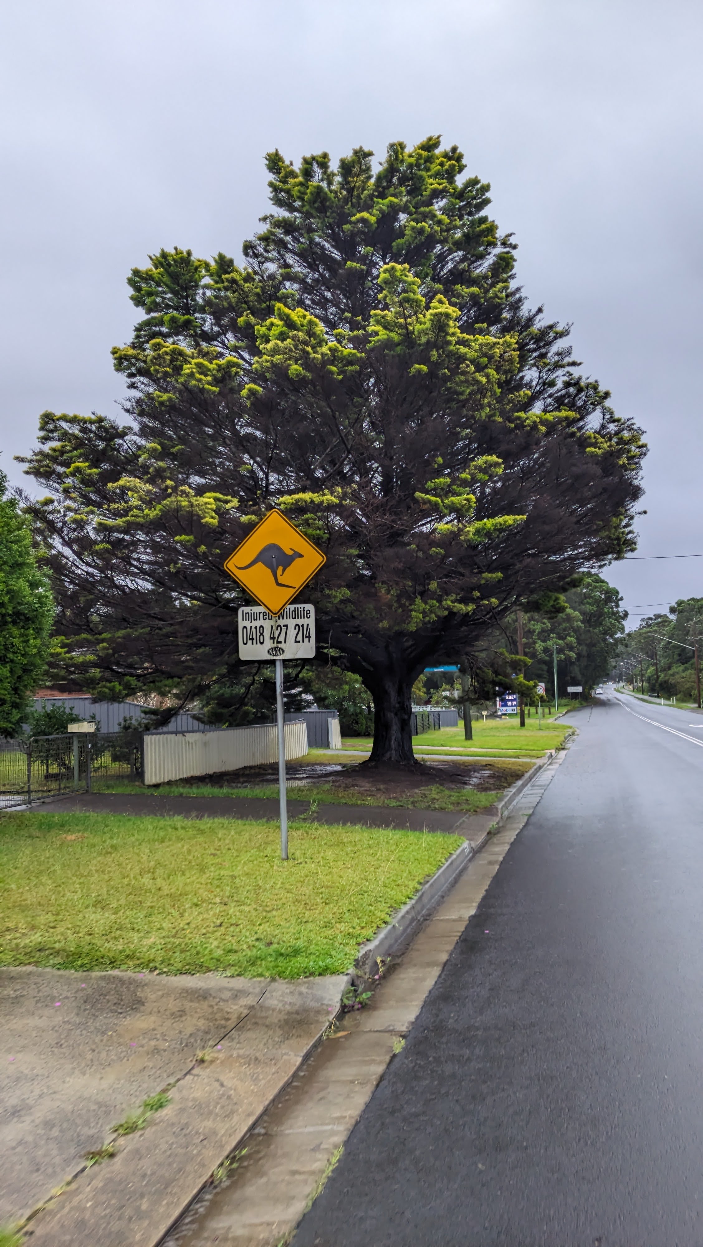 AUS