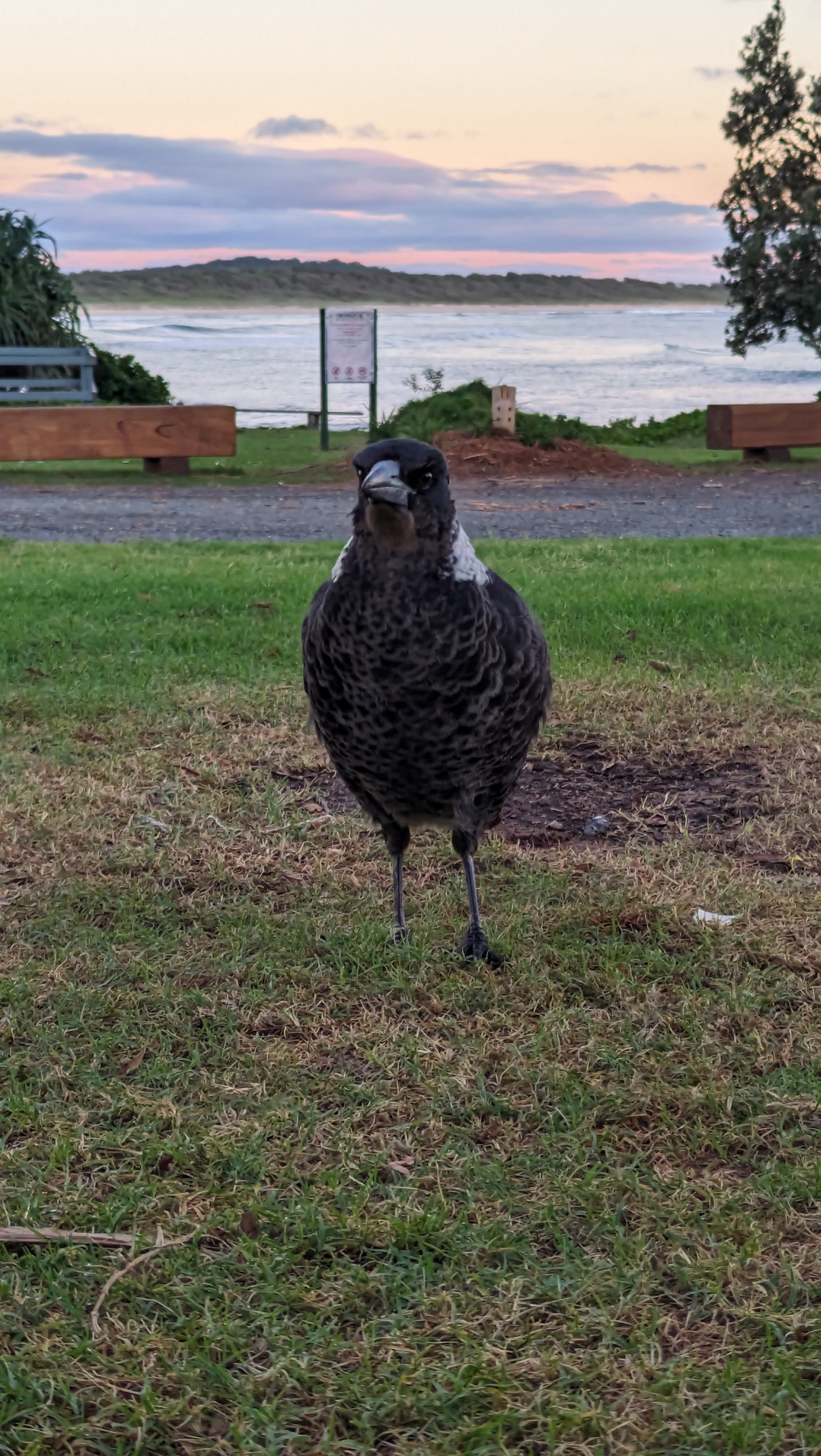 AUS